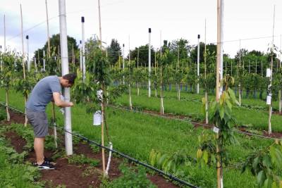 Mikroklima im Obstbau: Forschende vom IMMS haben Sensoren in einer Obstanlage des Lehr- und Versuchszentrums Gartenbau Erfurt ausgebracht