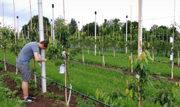 Mikroklima im Obstbau: Forschende vom IMMS haben Sensoren in einer Obstanlage des Lehr- und Versuchszentrums Gartenbau Erfurt ausgebracht