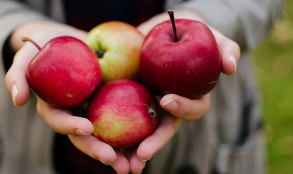 Regionale Lebensmittel für Leipzig: Der neue Online-Marktplatz Le'foodie verbindet die regionale Landwirtschaft mit der lokalen Gastronomie