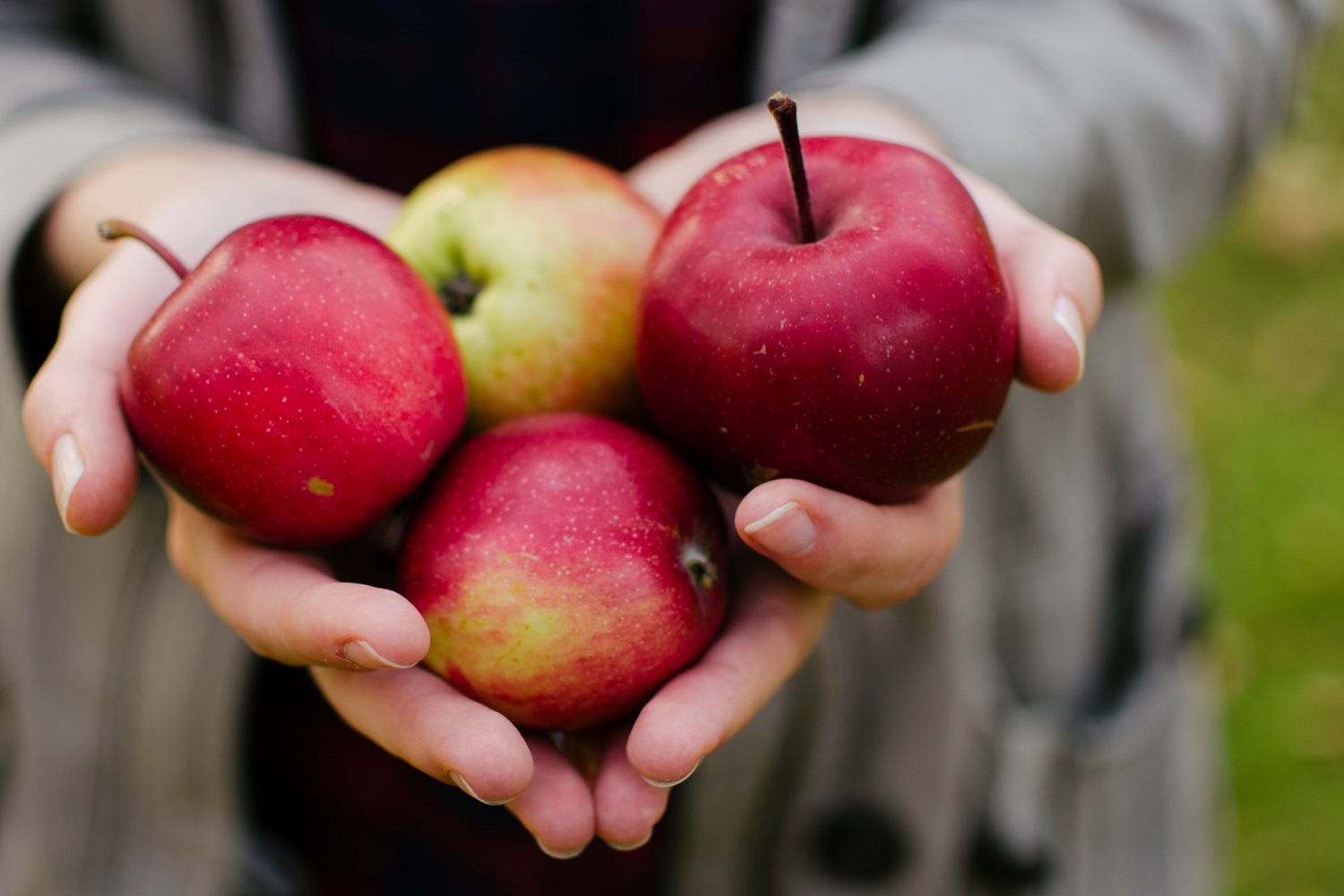 Regionale Lebensmittel für Leipzig: Der neue Online-Marktplatz Le'foodie verbindet die regionale Landwirtschaft mit der lokalen Gastronomie