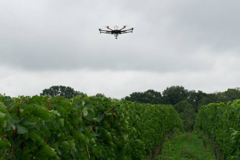 Drohne beim Flug über einen Weinberg