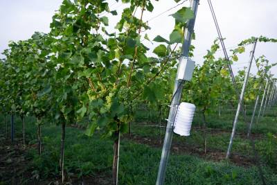 Smart Farming in Obst- und Weinbau: Schwerpunkte in EXPRESS