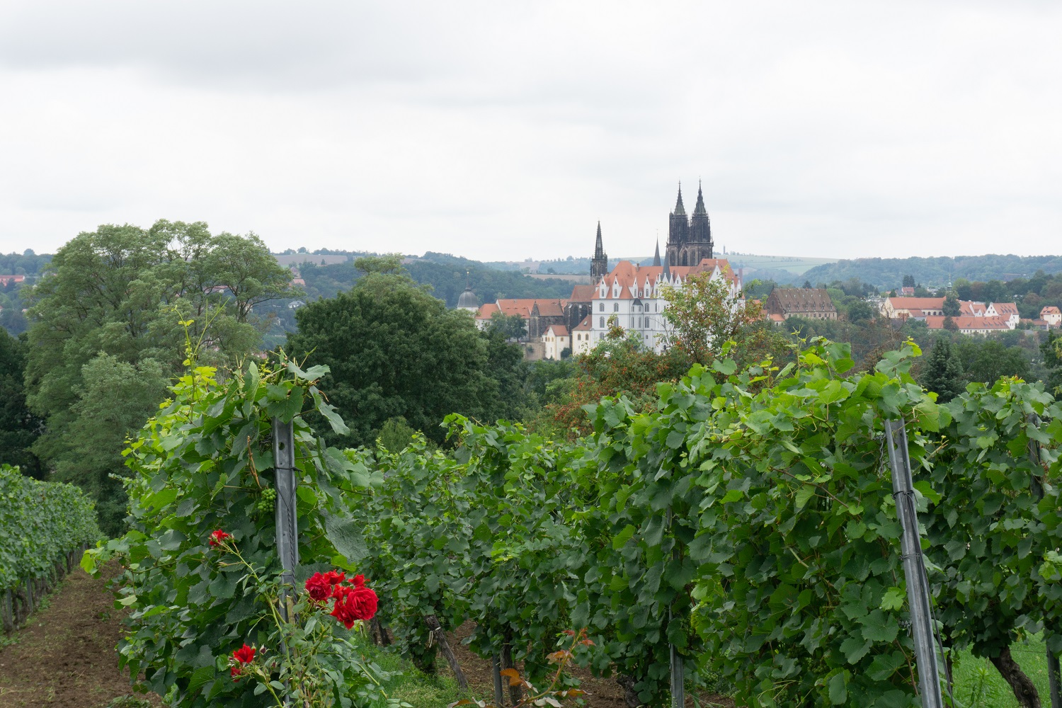 Blick auf die Meißener Albrechtsburg in Meißen