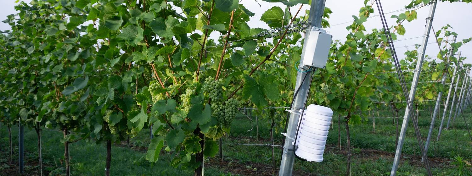 Smart Farming in Obst- und Weinbau: Schwerpunkte in EXPRESS