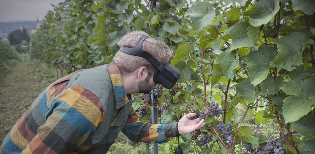 Virtuelle Realität im Obst- und Weinbau: VR-Brille im Weinberg