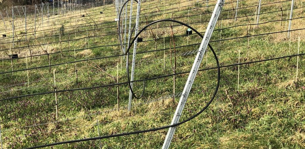 Wasserstress Optimierung Der Bewasserung In Der Landwirtschaft